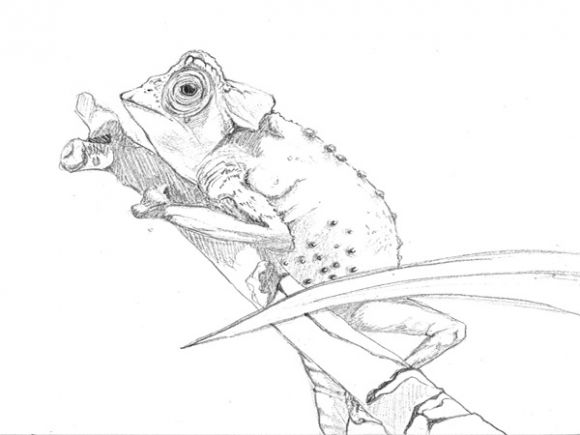 Ritratti di Animali